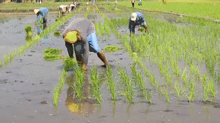 Foreigners Planting Rice In The Philippines (Ep. 7) on Make a GIF