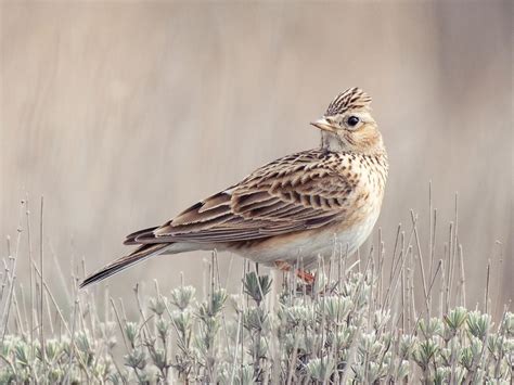 Skylark Bird Facts (Alauda arvensis) | Birdfact