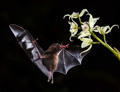 Chauve-souris - Un Autre Monde Possible