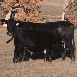 Calf Scours - Causes, Symptoms & Prevention for Cattle