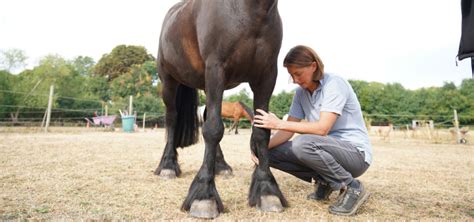 Lameness In Horses - Signs & Treatment | Larkmead Equine Vets