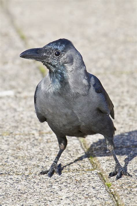 PETER'S PORTFOLIO..............Bird & Wildlife Photography: House Crow, Netherlands