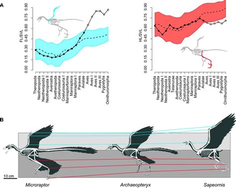 Evolution of forelimb and hindlimb lengths corrected for body size... | Download Scientific Diagram