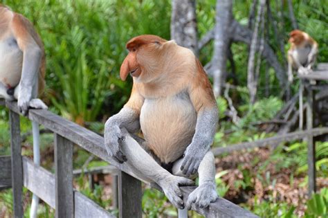 Swimming Ability of The Long-Nosed Proboscis Monkey Taman Safari Bali