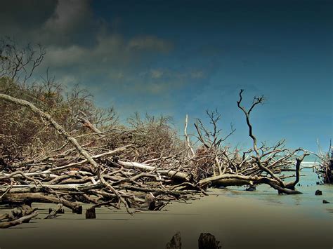 Tidal Trees Photograph by Wendy Blackstone - Pixels