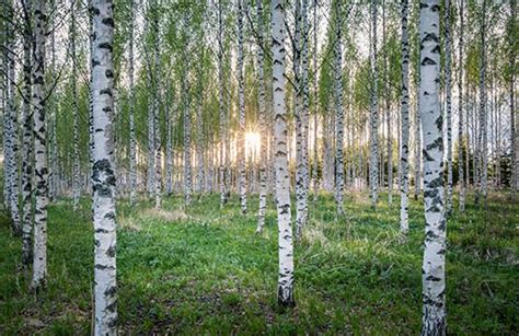 3 SIGNS YOUR RIVER BIRCH TREE IS IN DISTRESS