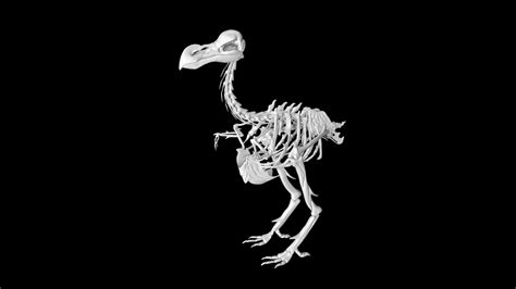 Dodo bird skeleton 3d model Low Poly AR 3D Model - Team 3d Yard