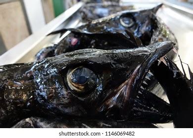 Black Scabbardfish Stock Photo (Edit Now) 157479506