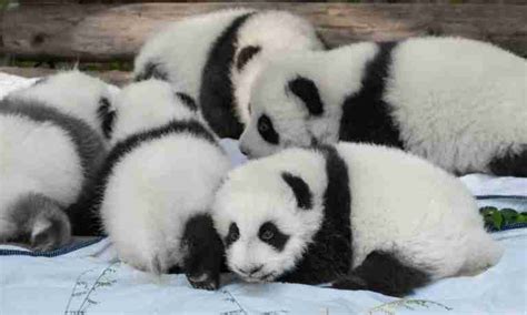 The Giant Panda’s Breeding (7 Things You Should Know)