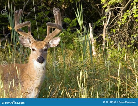 Whitetail Deer Buck stock photo. Image of outdoors, male - 10132952