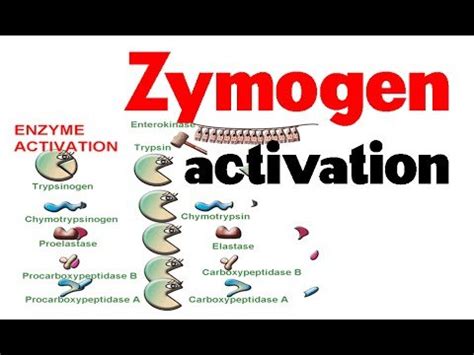 zymogen – Liberal Dictionary