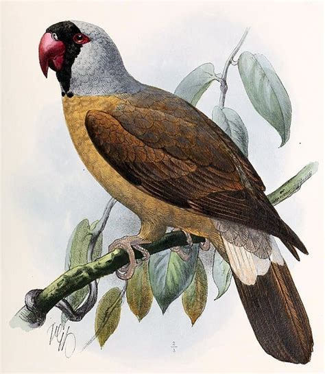 Discover 16 Extinct Types of Parrot - A-Z Animals