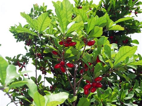 Miracle Fruit Tree | Berry plants, Plants, Berries