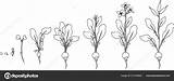 Seed Sprouting coloring Page  Coloring Stages Radish Growth sketch template