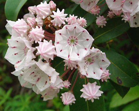 Mountain Laurel Care: How To Grow Beautiful Shade Loving Kalmia latifolia - Gardening @ From ...