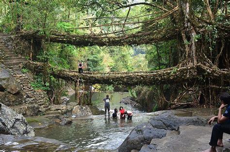 The Majestic Root Bridges of Meghalaya - Karl Rock's Blog