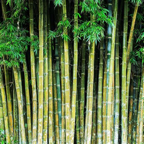 Close up tropic bamboo jungle stems 989321 Stock Photo at Vecteezy