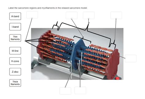 Solved Label the sarcomere regions and myofilaments in the | Chegg.com