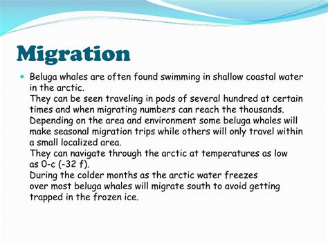 PPT - Beluga Whale Migration PowerPoint Presentation, free download ...