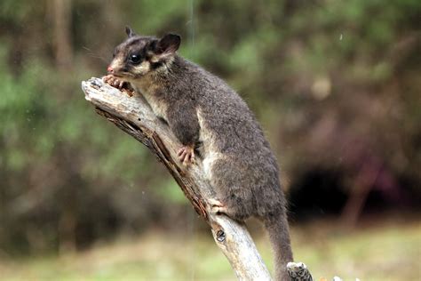 File:Leadbeater's Possum called George - taxidermied 01.JPG - Wikimedia Commons