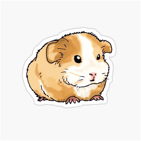 "cute guinea pig pet cartoon" Sticker for Sale by CuteCartoon | Redbubble