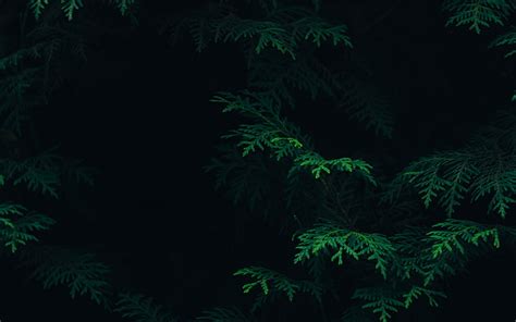 217 Wallpaper Dark Green 4k Images - MyWeb