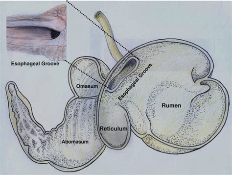 Anatomy and Physiology of the Rumen | SpringerLink