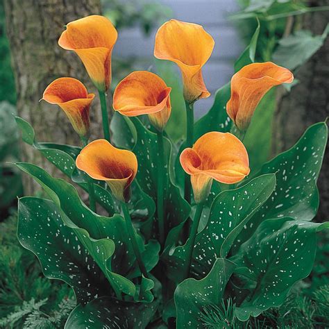 Beatrix Calla Lily | Brecks Premium Bulbs