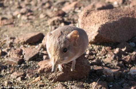 Tiny strange creatures, hybrid mouse breeds elephants