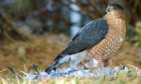 Discover the 6 Types of Hawks in South Carolina - IMP WORLD