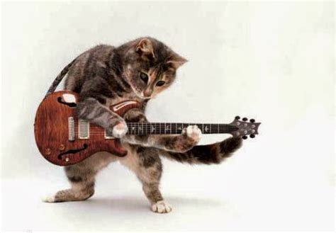 Cute Funny Animalz: Funny Animals Playing Guitar New Nice Images 2013