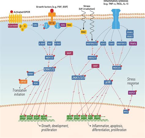 MAPK Signaling Pathway Antibodies | Thermo Fisher Scientific - CN