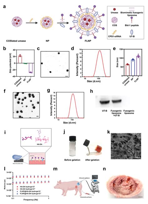 Synthesis procedure and characterization of the intravesical ...