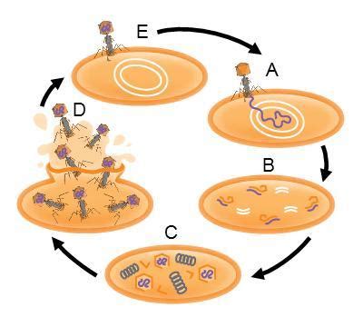 Lytic Cycle Diagram 5 Steps