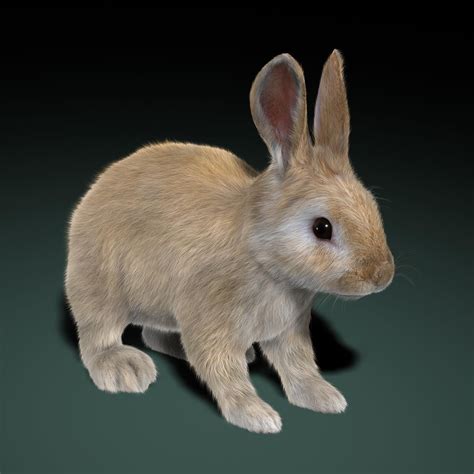 3d model rabbit cream fur animation