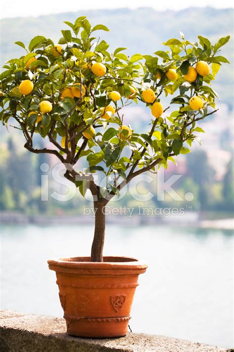 Lemon Tree Stock Photo | Royalty-Free | FreeImages