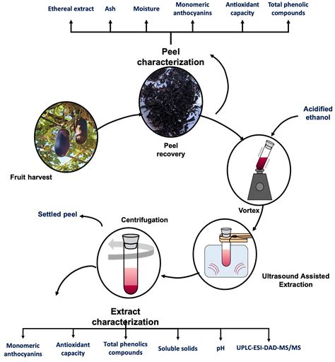 Applied Sciences | Free Full-Text | Extraction of Total Anthocyanins from Sicana odorifera Black ...