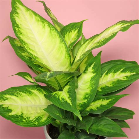 Dieffenbachia "Camille" - Plant Care