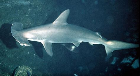 Scalloped Hammerhead Shark Information and Picture | Sea Animals