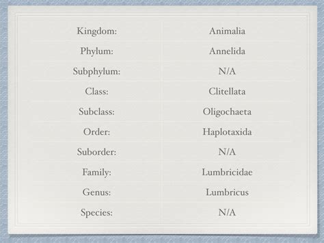 Macroscopic: Phyllis-Ann the Earthworm