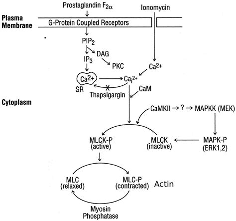 Myosin-Light-Chain Kinase; Myosin Kinase