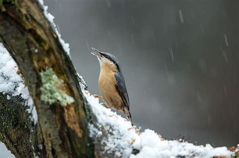 What is Sleet? - WorldAtlas