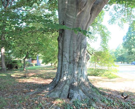 american beech tree leaves - Elin Mccune