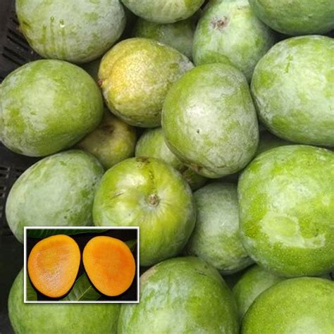 Buy Mango (Malgova, Graft) Fruit Plant Online | Greens Of Kerala