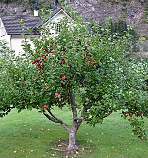 Garden Delicious Apple Tree Dwarf | Willis Orchard Company