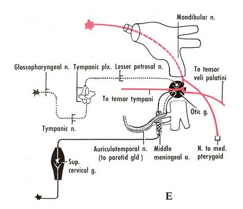 Dentistry lectures for MFDS/MJDF/NBDE/ORE: A NOTE ON ANATOMY OF PAROTID ...