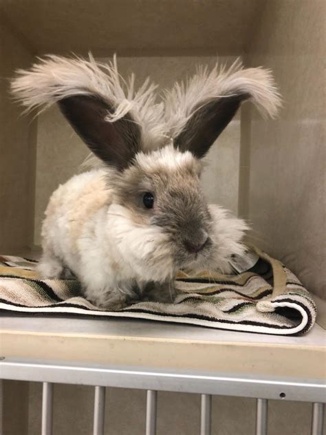 Angora rabbit - Bayside Animal Medical Center