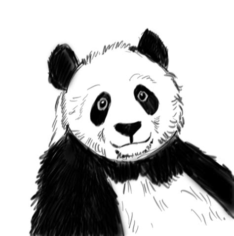 Panda Drawing Step by Step | Art Starts