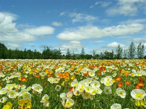 Precioso | Campo de flores, Imagenes de primavera, Flores