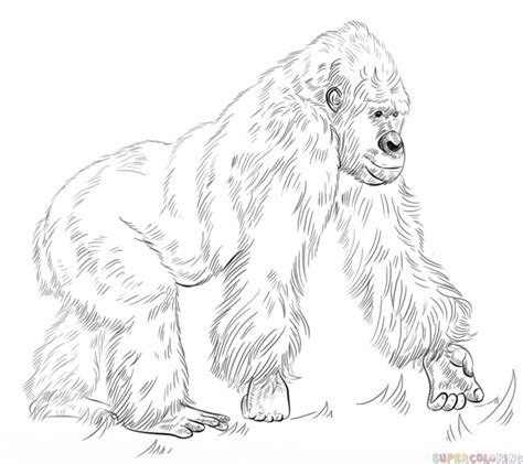 How to draw a gorilla standing up easy step by step for beginners ...